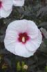 Picture of Hibiscus 'Mocha Moon' Rose Mallow - One Quart Pot