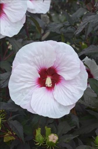 Picture of Hibiscus 'Mocha Moon' Rose Mallow - One Quart Pot