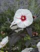 Picture of Hibiscus 'Mocha Moon' Rose Mallow - One Quart Pot