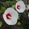 Picture of Hibiscus 'Mocha Moon' Rose Mallow - One Quart Pot