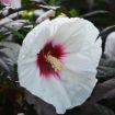 Picture of Hibiscus 'Mocha Moon' Rose Mallow - One Quart Pot