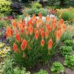 Picture of Kniphofia 'POCO™ Sunset' Red Hot Poker - One Quart Pot