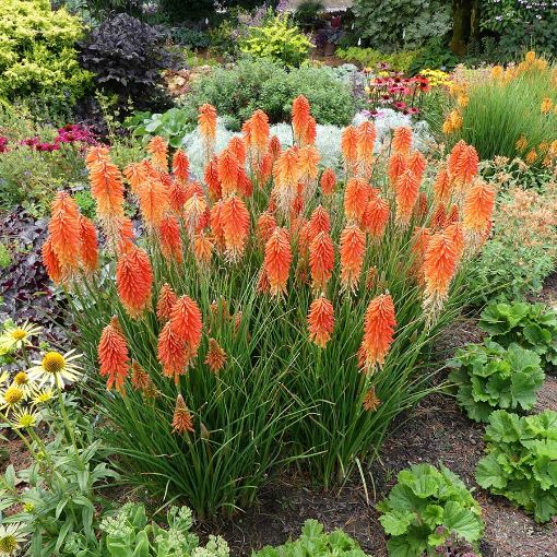 Picture of Kniphofia 'POCO™ Sunset' Red Hot Poker - One Quart Pot