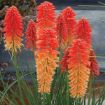 Picture of Kniphofia 'POCO™ Sunset' Red Hot Poker - One Quart Pot