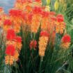 Picture of Kniphofia 'POCO™ Sunset' Red Hot Poker - One Quart Pot