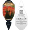Picture of Kniphofia 'POCO™ Sunset' Red Hot Poker - One Quart Pot