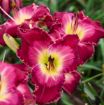 Picture of Hemerocallis 'Blood Sweat And Tears' Rainbow Rhythm® Collection Daylily - One Quart Pot