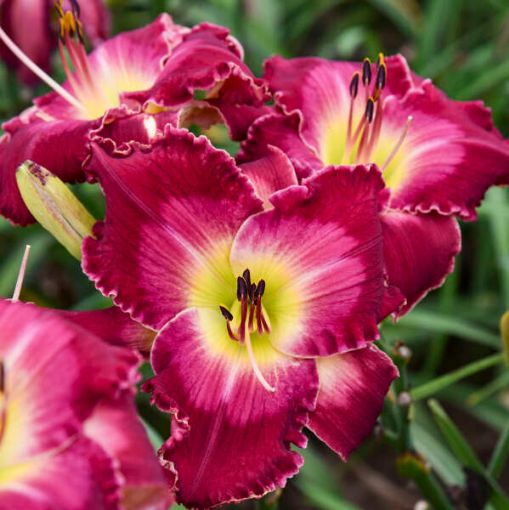 Picture of Hemerocallis 'Blood Sweat And Tears' Rainbow Rhythm® Collection Daylily - One Quart Pot