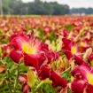 Picture of Hemerocallis 'Blood Sweat And Tears' Rainbow Rhythm® Collection Daylily - One Quart Pot