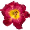 Picture of Hemerocallis 'Blood Sweat And Tears' Rainbow Rhythm® Collection Daylily - One Quart Pot
