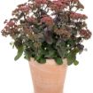 Picture of Sedum 'Midnight Velvet' Rock 'N Grow® Collection - One Quart Pot