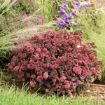 Picture of Sedum 'Midnight Velvet' Rock 'N Grow® Collection - One Quart Pot