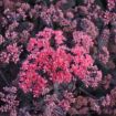 Picture of Sedum 'Midnight Velvet' Rock 'N Grow® Collection - One Quart Pot