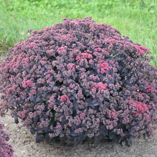 Picture of Sedum 'Midnight Velvet' Rock 'N Grow® Collection - One Quart Pot