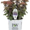 Picture of Sedum 'Midnight Velvet' Rock 'N Grow® Collection - One Quart Pot