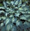 Picture of Hosta 'Guardian Angel' - One Quart Pot Hostas