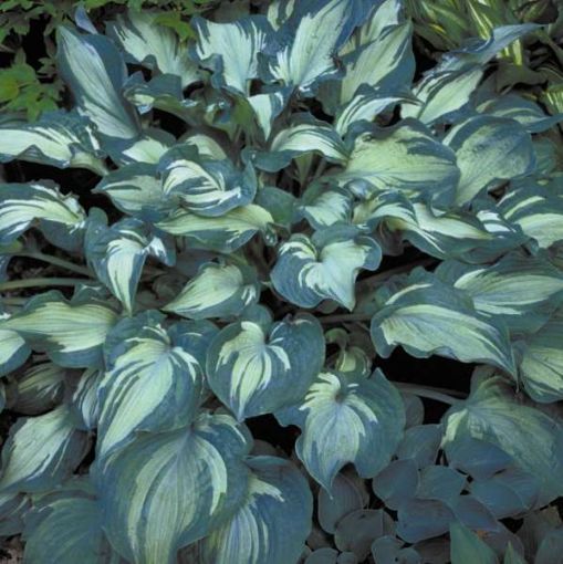 Picture of Hosta 'Guardian Angel' - One Quart Pot Hostas