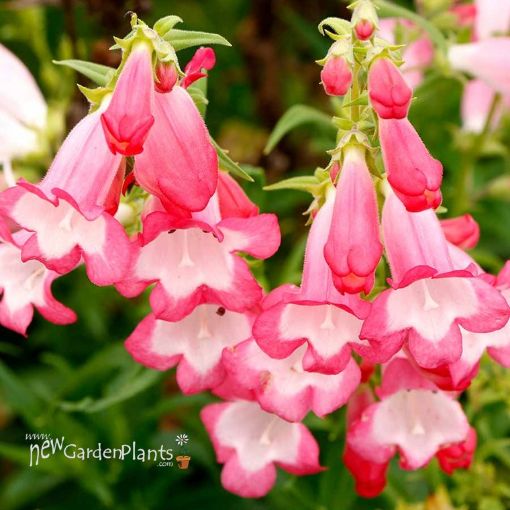 Picture of Penstemon 'Flock of Flamingos' Beardtongue - One Quart Pot