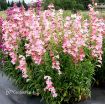 Picture of Penstemon 'Flock of Flamingos' Beardtongue - One Quart Pot