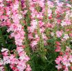 Picture of Penstemon 'Flock of Flamingos' Beardtongue - One Quart Pot