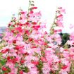 Picture of Penstemon 'Flock of Flamingos' Beardtongue - One Quart Pot