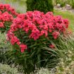 Picture of Phlox 'Sunset Coral' LUMINARY® Collection Tall Phlox - One Quart Pot