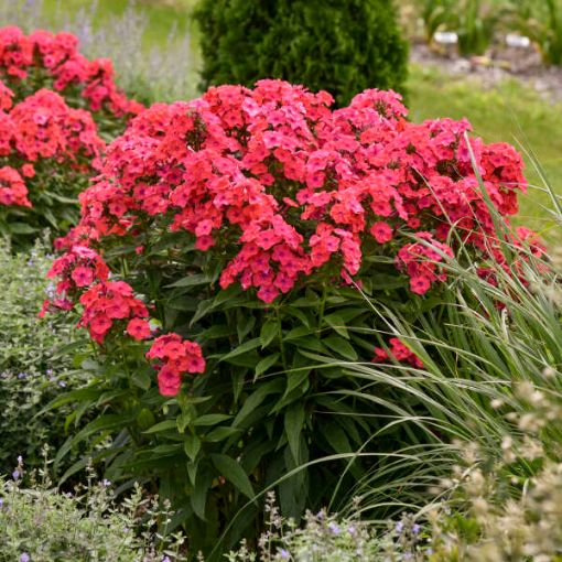 Picture of Phlox 'Sunset Coral' LUMINARY® Collection Tall Phlox - One Quart Pot