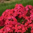 Picture of Phlox 'Sunset Coral' LUMINARY® Collection Tall Phlox - One Quart Pot