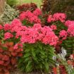 Picture of Phlox 'Sunset Coral' LUMINARY® Collection Tall Phlox - One Quart Pot