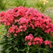 Picture of Phlox 'Sunset Coral' LUMINARY® Collection Tall Phlox - One Quart Pot