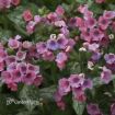 Picture of Pulmonaria 'Pretty in Pink' PP31284 - One Quart Pot