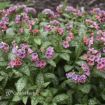 Picture of Pulmonaria 'Pretty in Pink' PP31284 - One Quart Pot