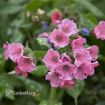 Picture of Pulmonaria 'Pretty in Pink' PP31284 - One Quart Pot