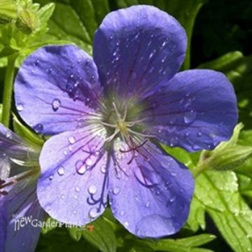 Geranium - Cranesbill. New Garden Plants