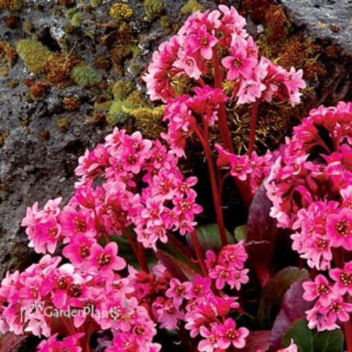 Bergenia ‘Pink Dragonfly’ Pig Squeak - One Quart Pot. New Garden Plants