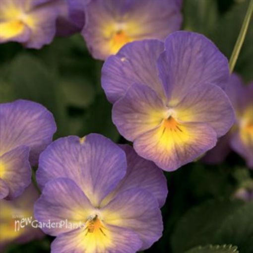 Viola Celestial™ 'Starry Night' - One Quart Pot. New Garden Plants