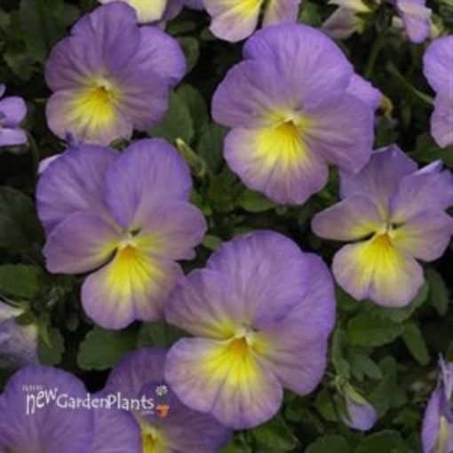 Viola Celestial™ 'Starry Night' - One Quart Pot. New Garden Plants