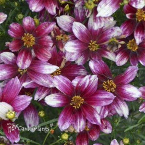 Picture of Coreopsis 'Zesty Zinger' Sizzle & Spice™ Series Tickseed - One Quart Pot