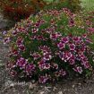 Picture of Coreopsis 'Zesty Zinger' Sizzle & Spice™ Series Tickseed - One Quart Pot
