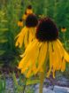 Picture of Echinacea paradoxa Ozark Coneflower - One Quart Pot