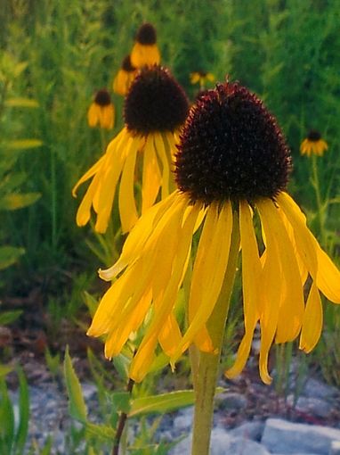 Picture of Echinacea paradoxa Ozark Coneflower - One Quart Pot