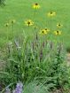 Picture of Echinacea paradoxa Ozark Coneflower - One Quart Pot