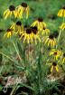 Picture of Echinacea paradoxa Ozark Coneflower - One Quart Pot