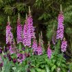 Picture of Digitalis 'Dalmatian Purple' Dalmatian Series - One Quart Pot