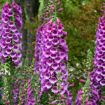 Picture of Digitalis 'Dalmatian Purple' Dalmatian Series - One Quart Pot