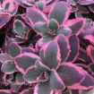 Picture of Sedum 'SunSparkler® Dream Dazzler' - One Quart Pot