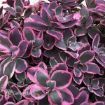 Picture of Sedum 'SunSparkler® Dream Dazzler' - One Quart Pot