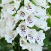 Picture of Digitalis 'Dalmatian White' Dalmatian Series - One Quart Pot