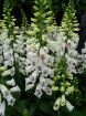 Picture of Digitalis 'Dalmatian White' Dalmatian Series - One Quart Pot