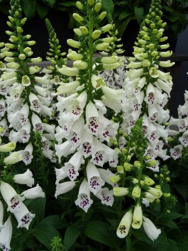 Picture of Digitalis 'Dalmatian White' Dalmatian Series - One Quart Pot